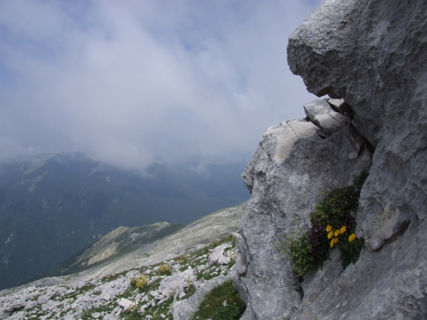 Fioriture in quota